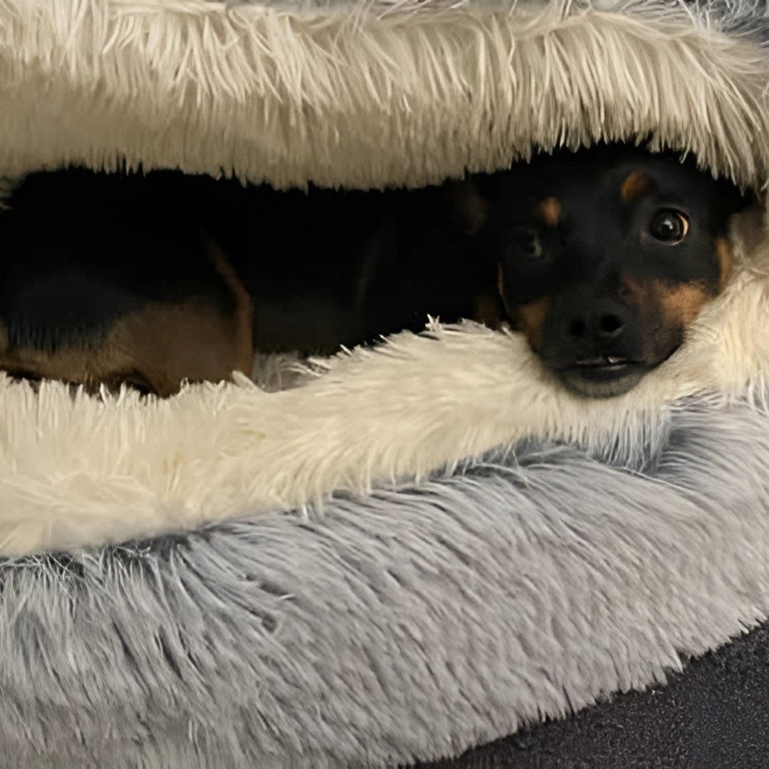 Anti-Anxiety Pet Cave “Slumber Sphere”
